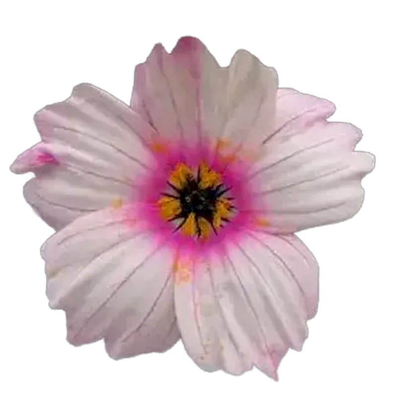 Monsonia