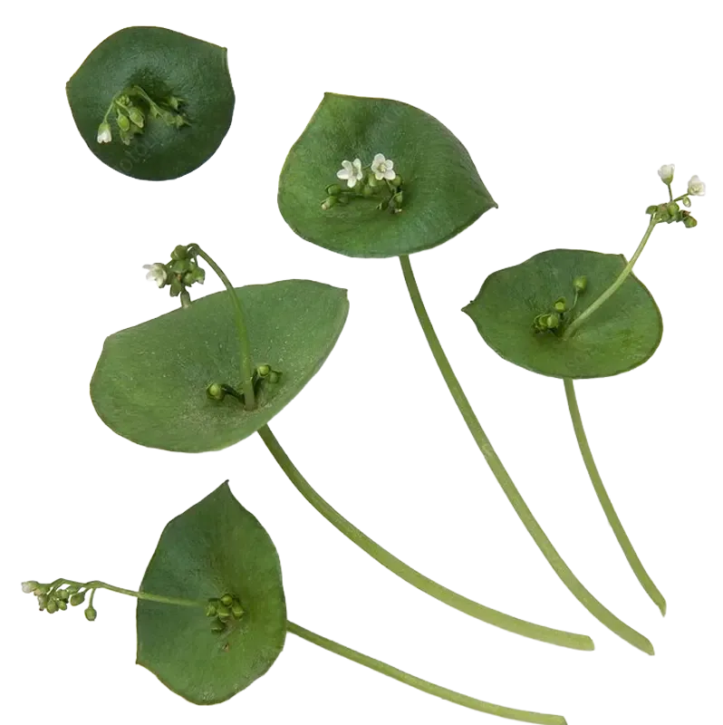Miner's Lettuce