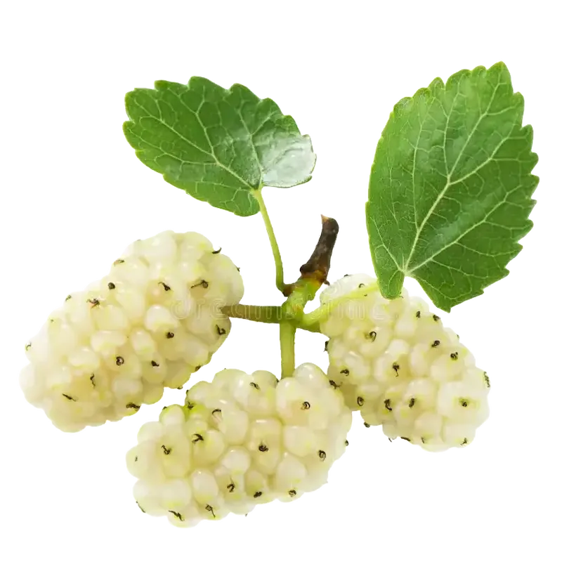 White Mulberry