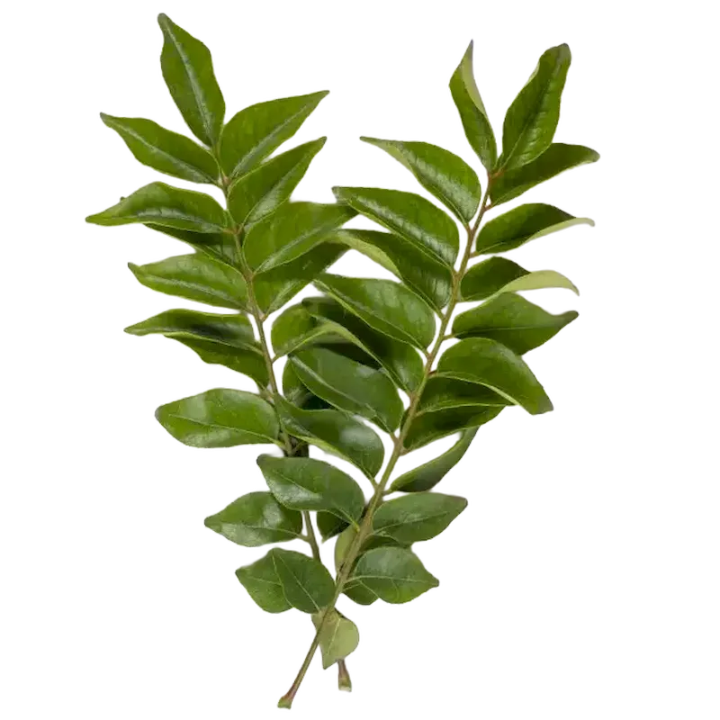 Curry Tree