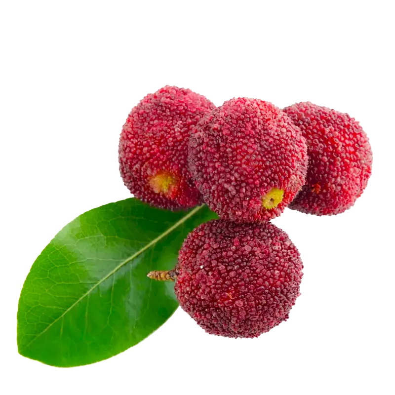 Bayberry