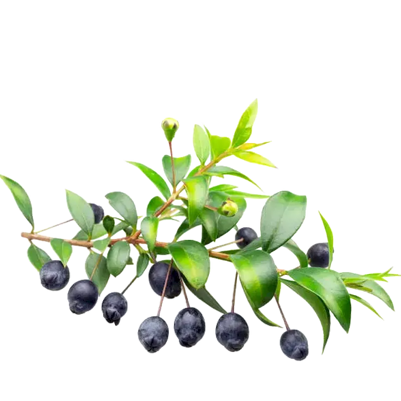 Myrtle
