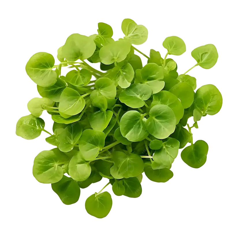 Watercress