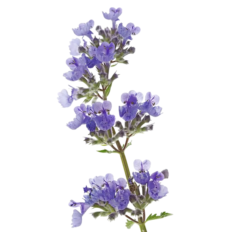 Catnip