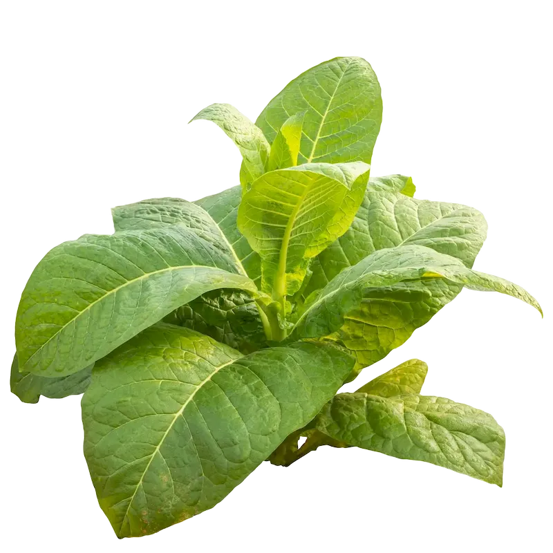 Tobacco