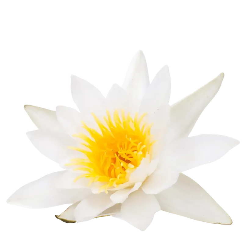 White Water Lily