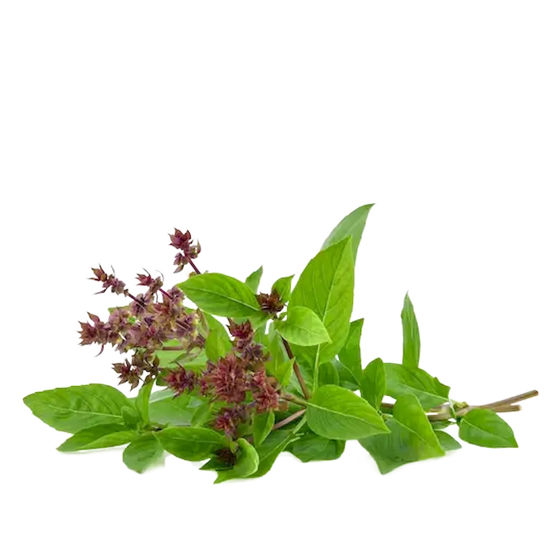 Sweet Basil