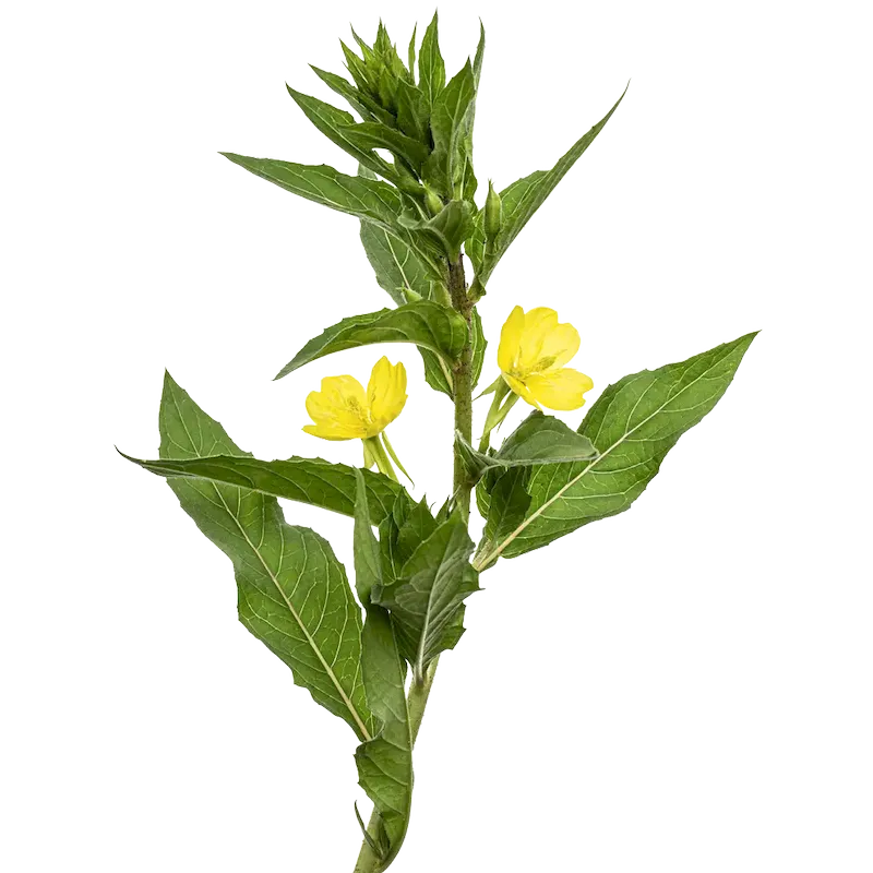 Evening Primrose