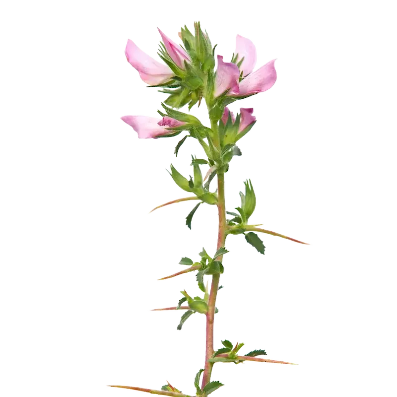 Spiny Restharrow