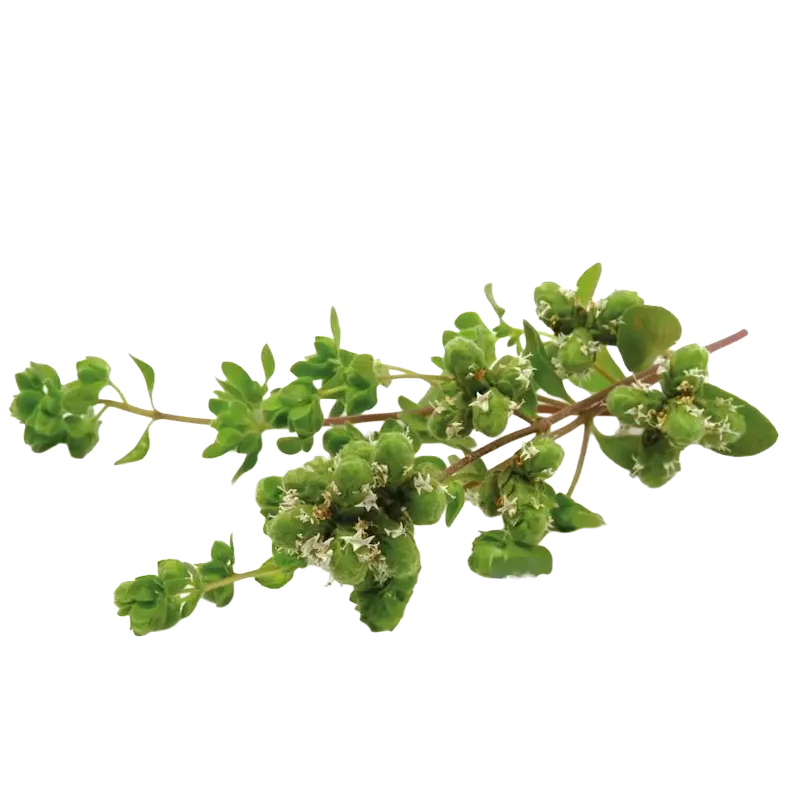 Sweet Marjoram