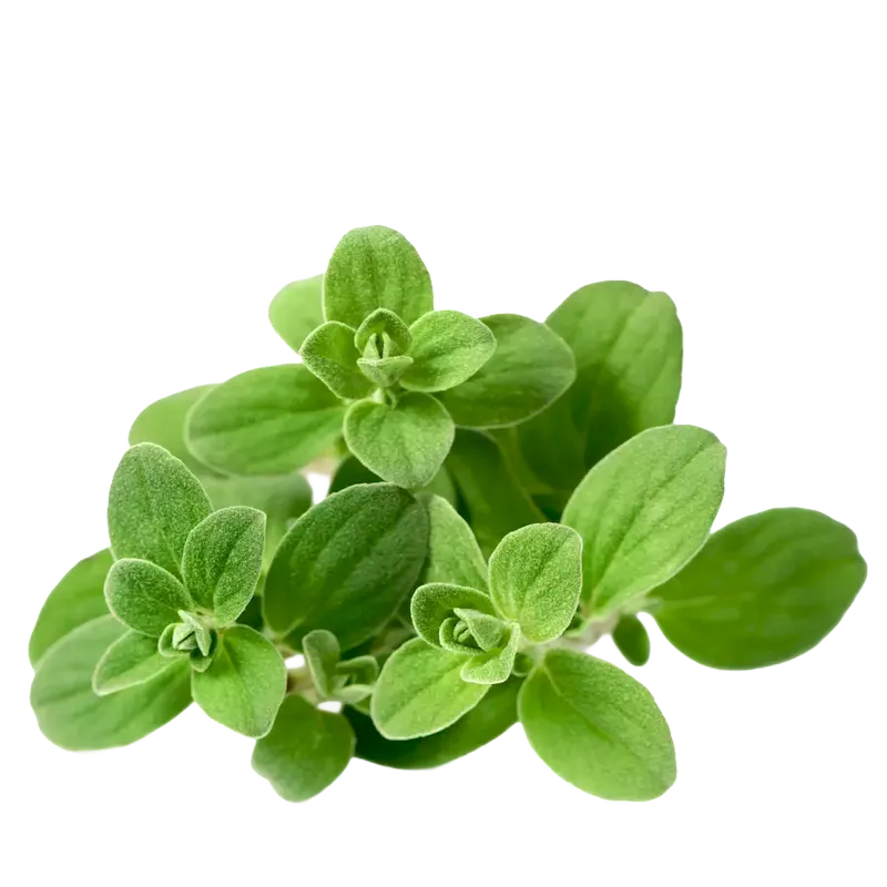 Oregano