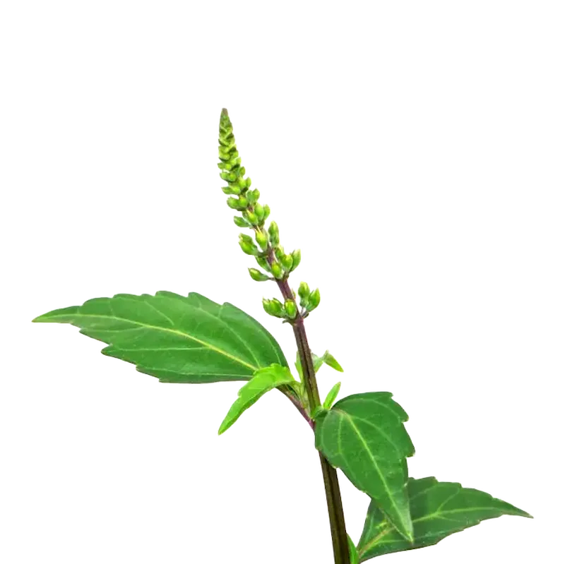 Java Tea