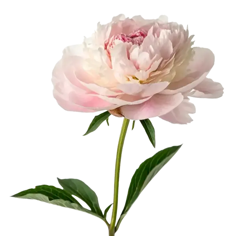 Peony