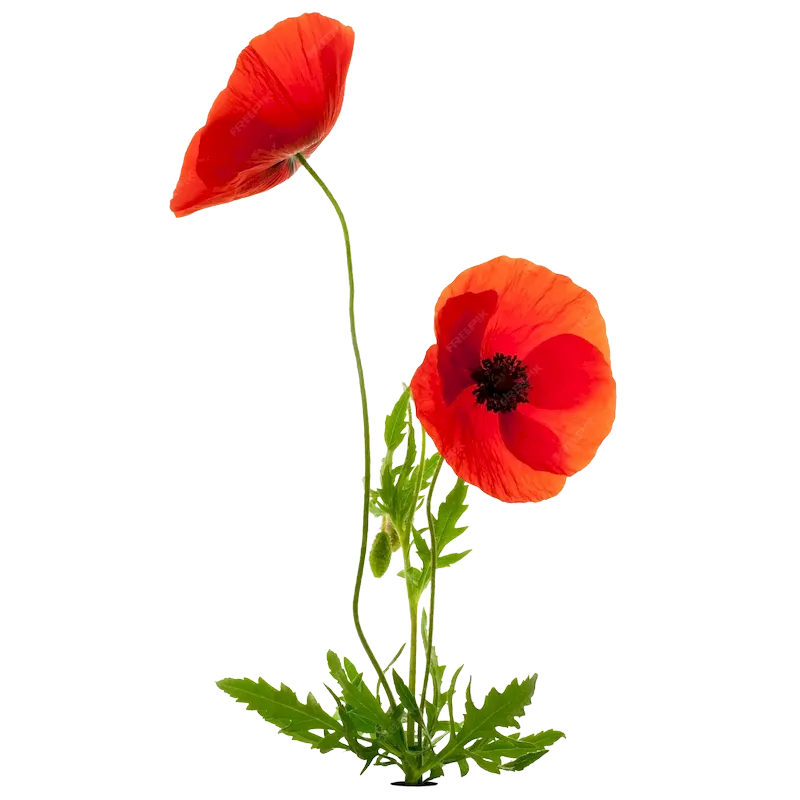 Red Poppy
