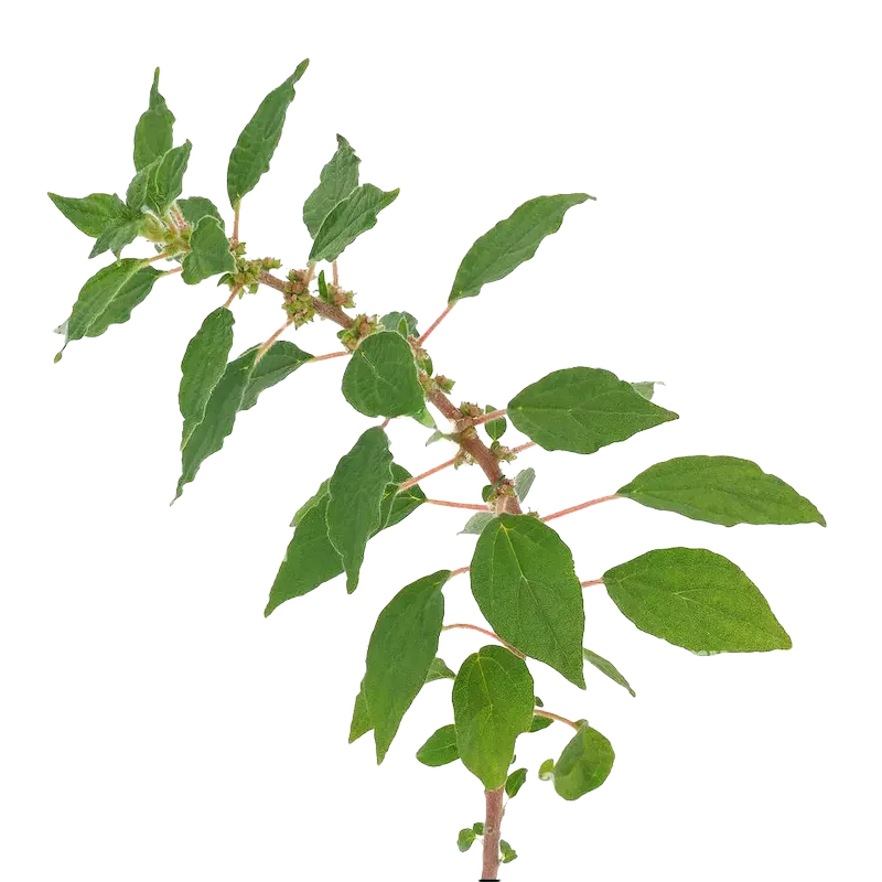 Pellitory-of-the-Wall
