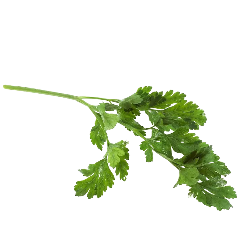 Parsley