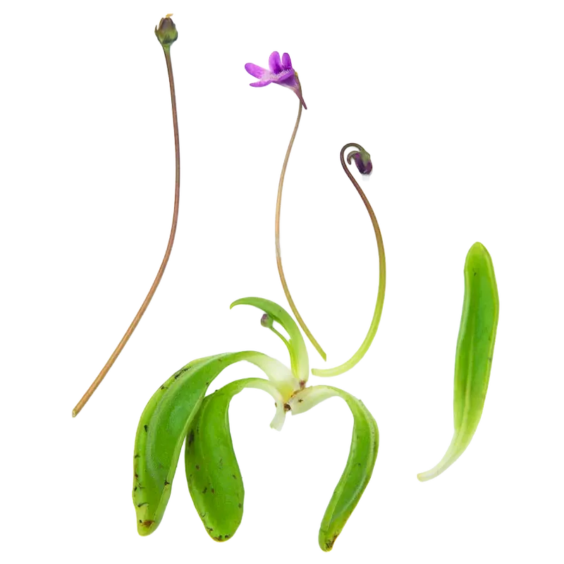 Butterwort