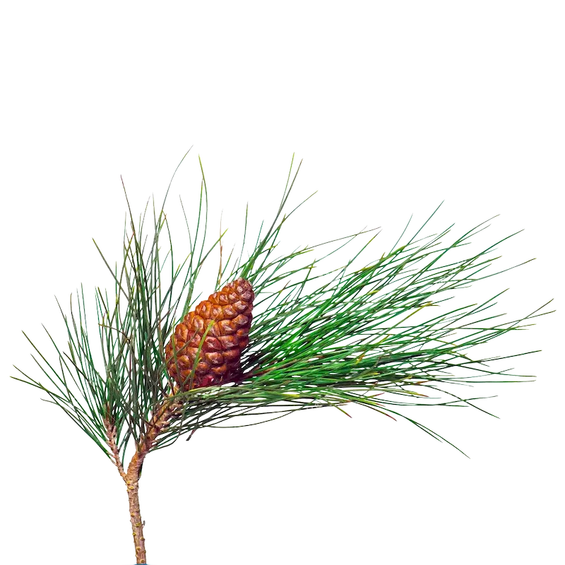 Scots Pine