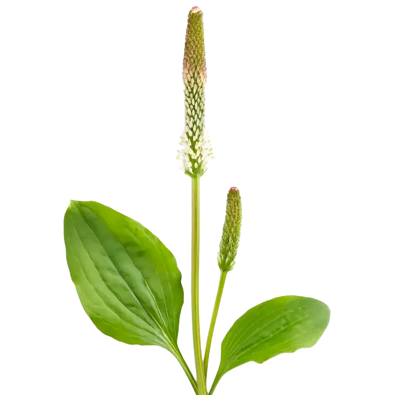 Common Plantain