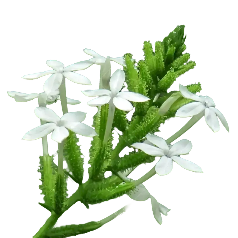 Ceylon Leadwort