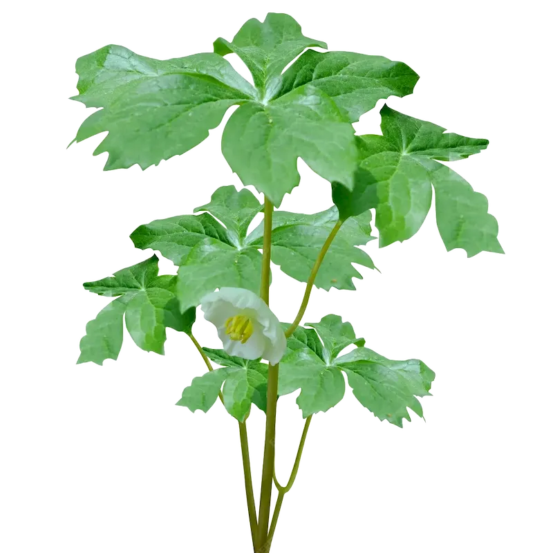 American Mandrake