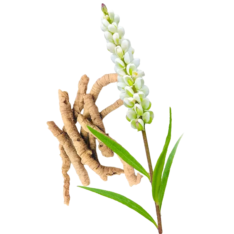 Seneca Snakeroot