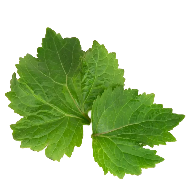 Patchouli
