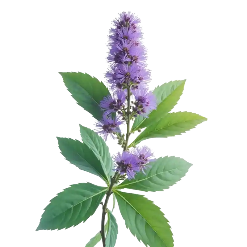Milkwort