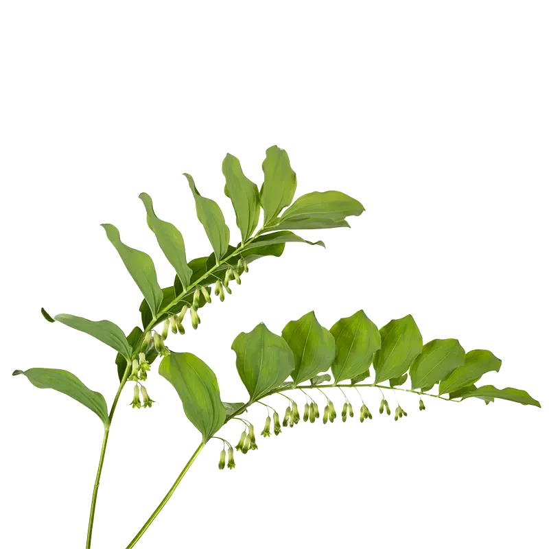 Solomon's Seal