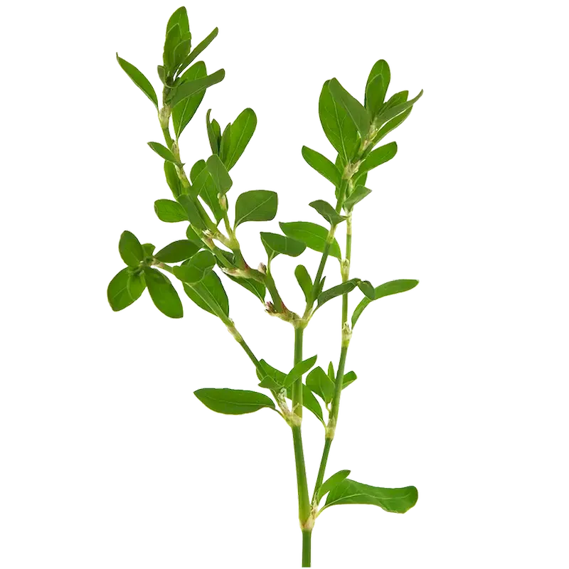 Knotgrass