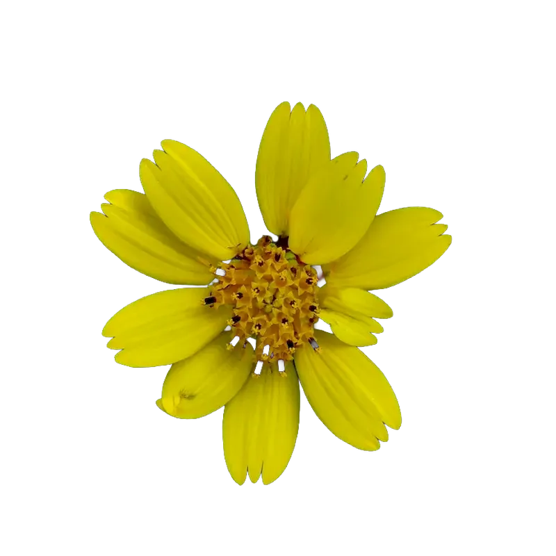 Bearsfoot