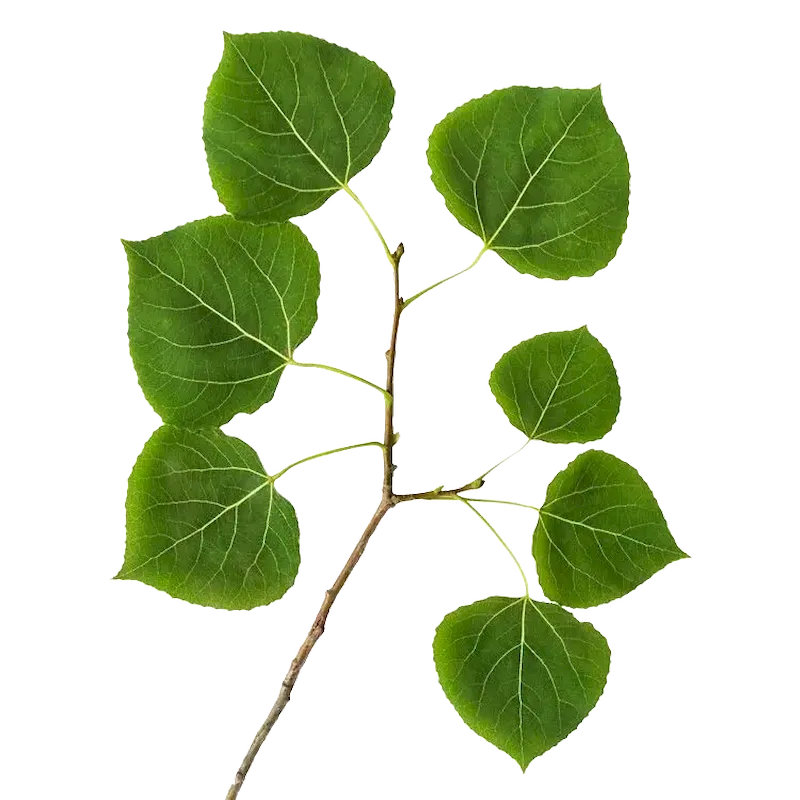 Quaking Aspen