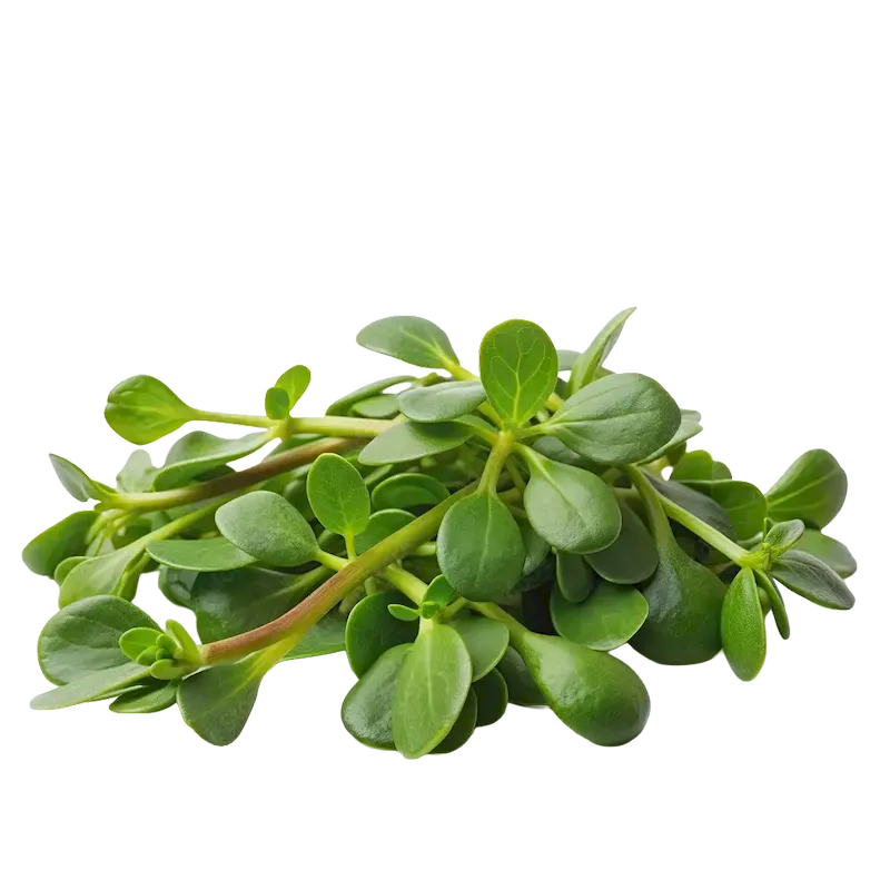 Purslane