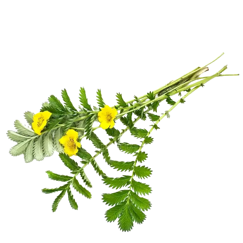 Silverweed