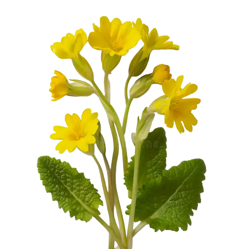 Cowslip
