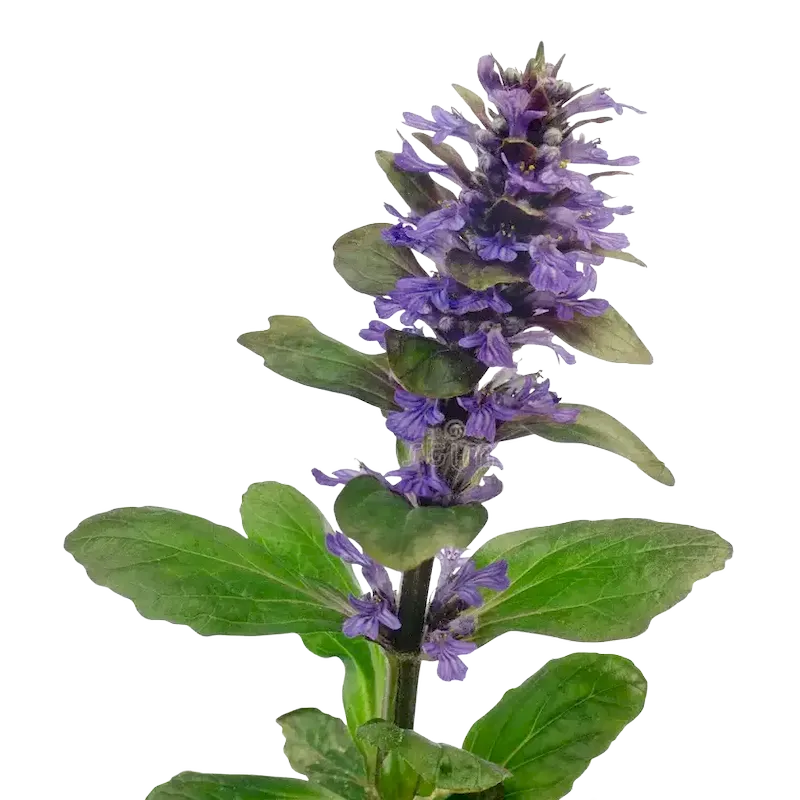 Self-Heal