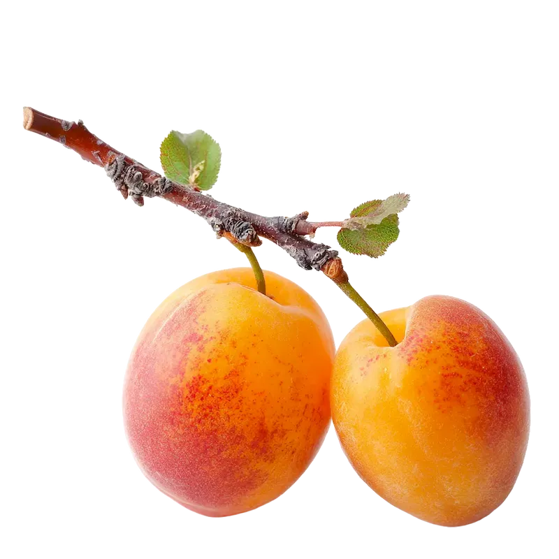 Apricot