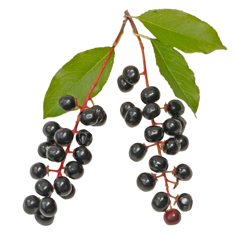 Wild Cherry