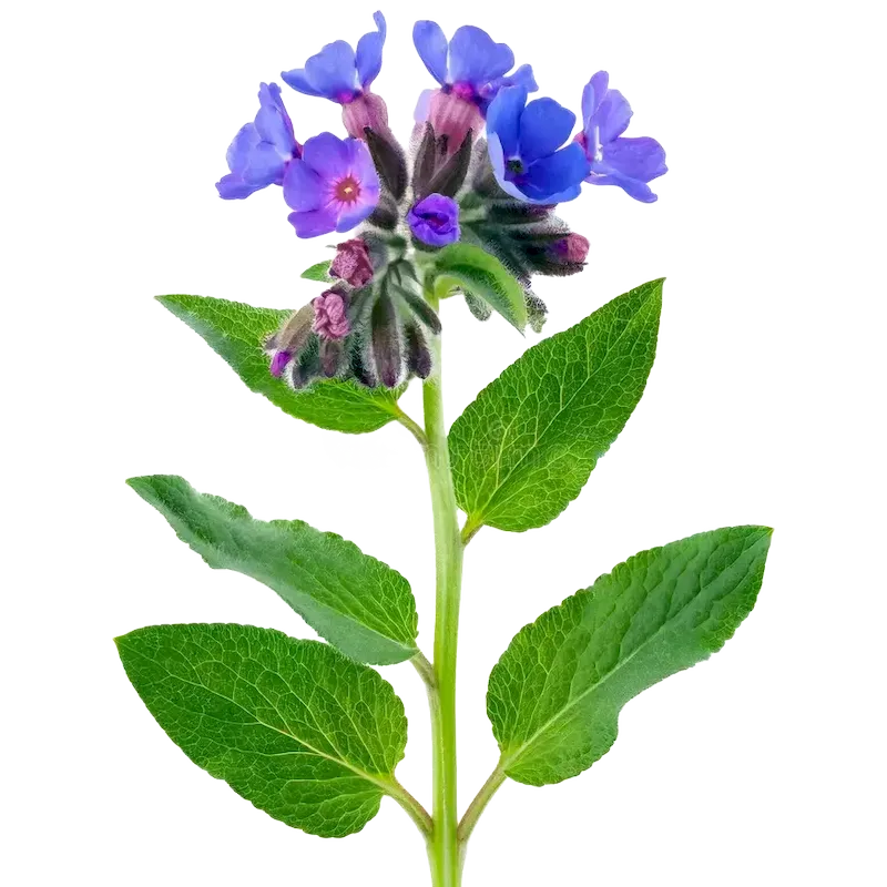 Lungwort