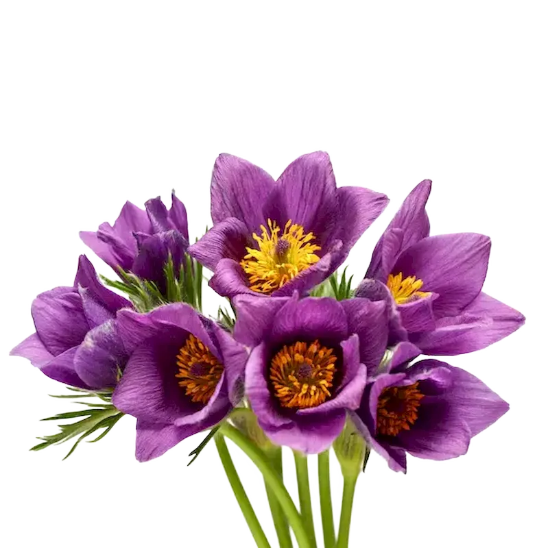 Chinese Anemone