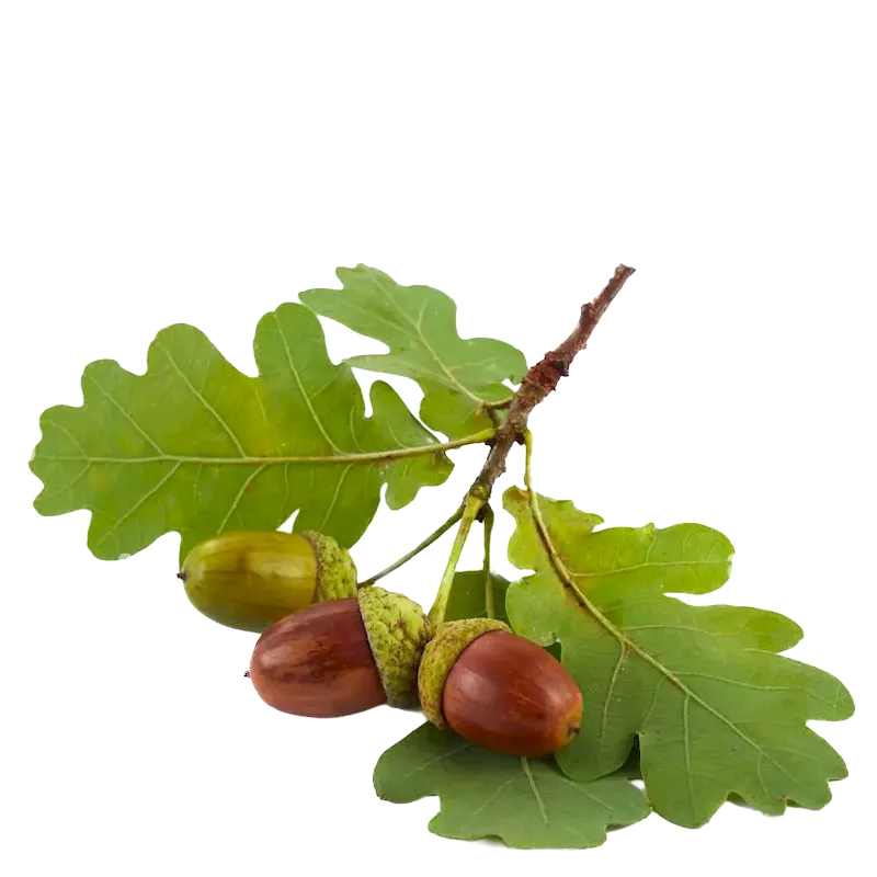 English Oak