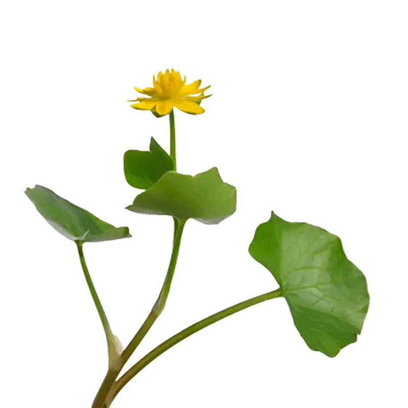 Lesser Celandine