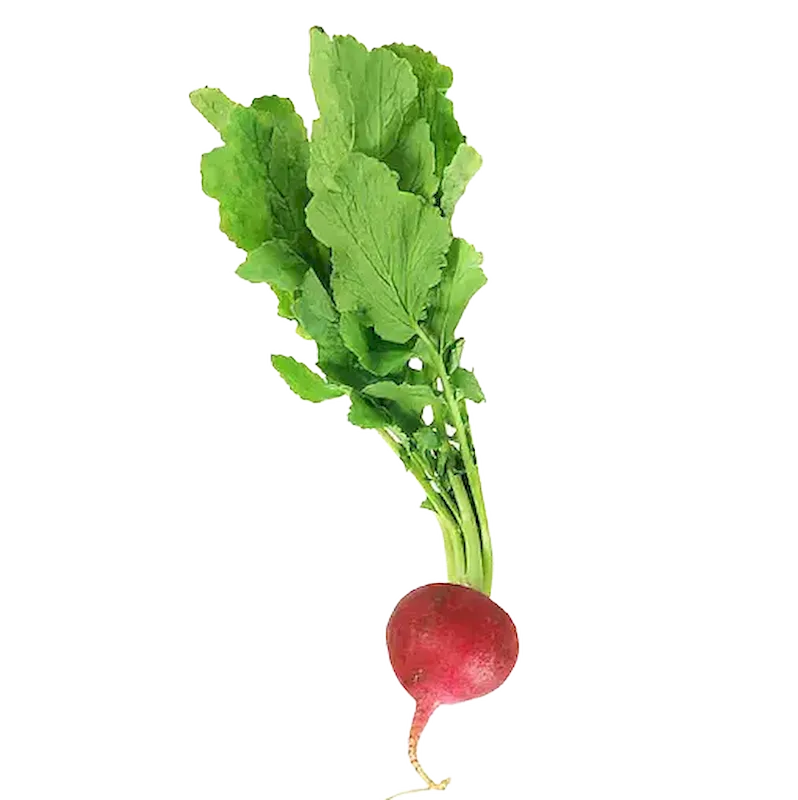 Radish