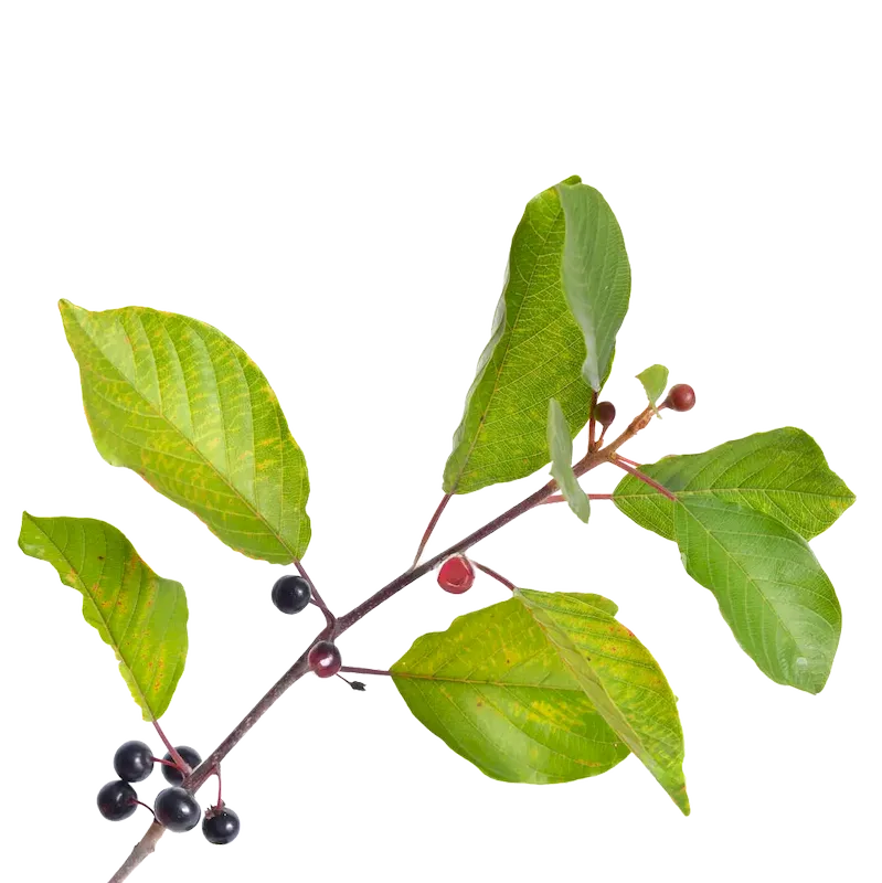 Alder Buckthorn