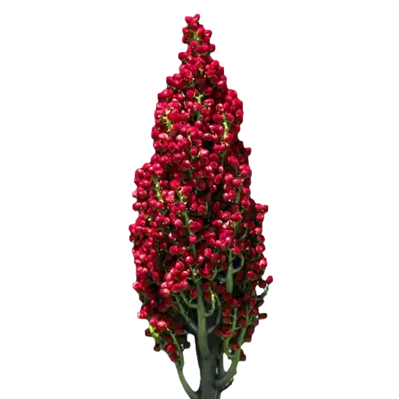 Smooth Sumac