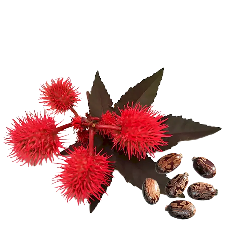 Castor Oil Plant