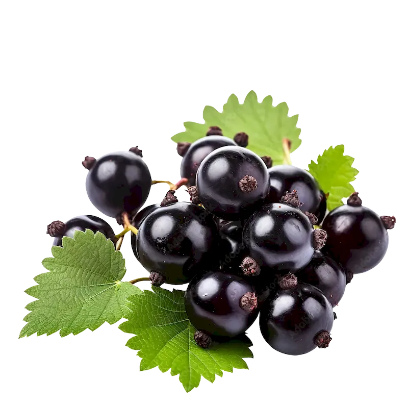 Blackcurrant
