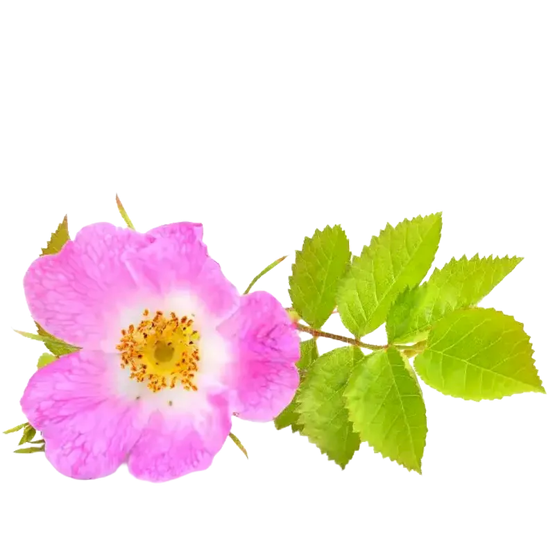 Dog Rose