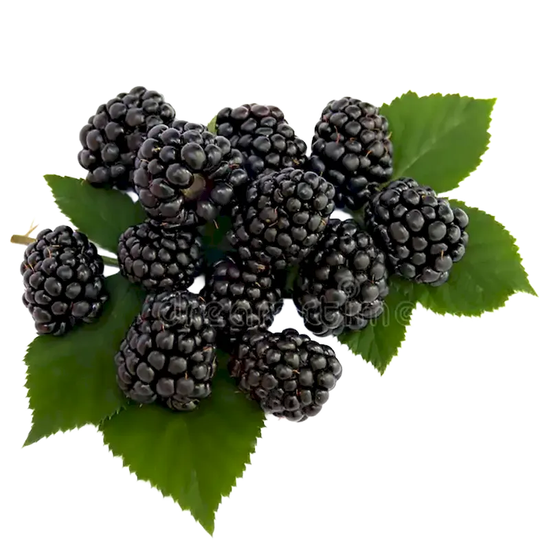 Blackberry