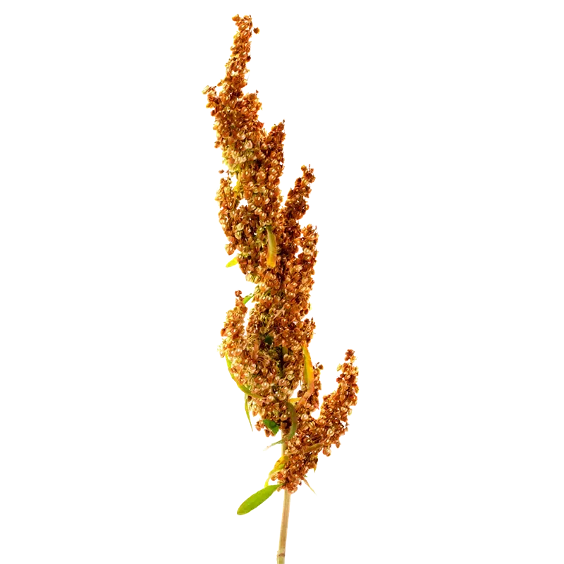 Sheep's Sorrel
